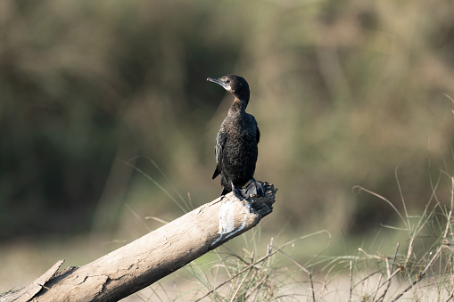 A liitle cormorant perched on a piece of driftwood in the Rapti River.