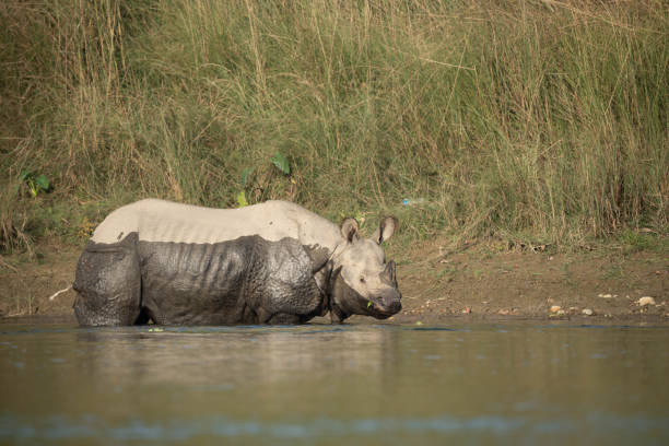 istock One Horned Rhino in the River 1818480683