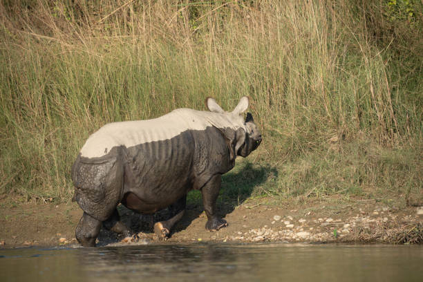istock One Horned Rhino Walking out of River 1818481217