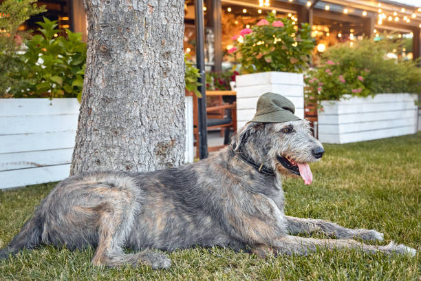 Wolfhound dog on a walk