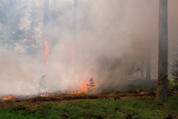 istock Photo of burning trees during a forest fire. 1818484678