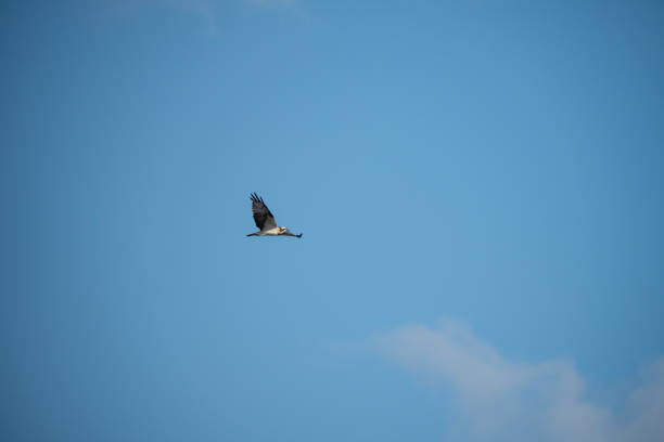 An osprey flying in the clear blue sky.