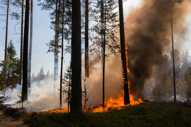 istock Burning trees and thick clouds of smoke. 1818485252