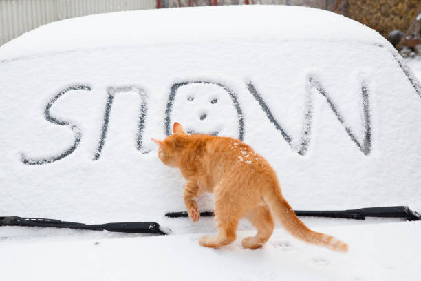 Red cat walks in the car. The inscription Snow on the windshield of the car. Car preparation for the winter. Replacing winter tires.
