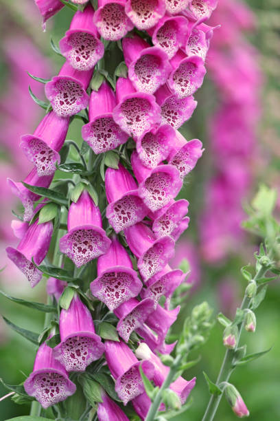istock Pink Digitalis foxgloves in flower. 1818488474