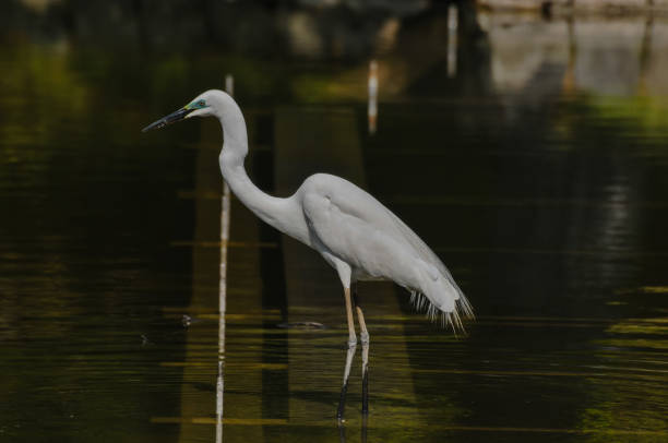 Great White Egret (Ardea Alba) fishing