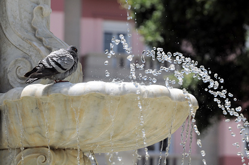 Water Splashing out of a Marble Fountain and Pigeon in Santa Cruz de Tenerife, Spain