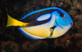 Blue tang fish