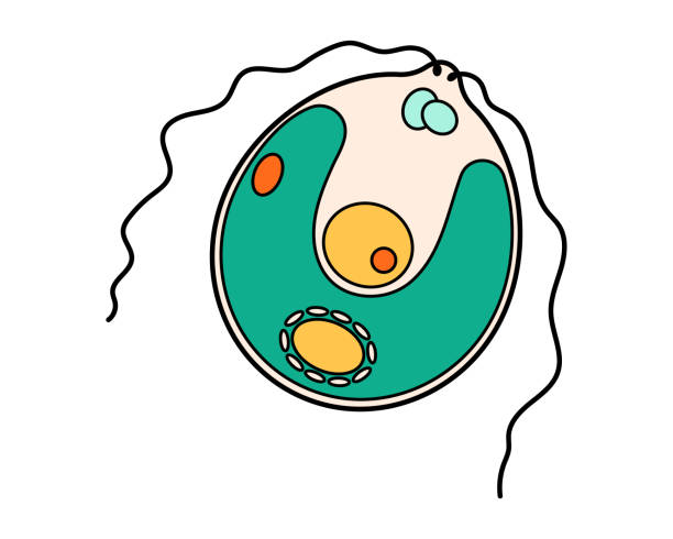 ilustraciones, imágenes clip art, dibujos animados e iconos de stock de chlamydomonas proteus icono científico con núcleo, vacuola, contráctil. laboratorio de educación biológica organismo protozoario de dibujos animados. microorganismo unicelular brillante y audaz. ilustración vectorial aislada en blanco. - trichonympha