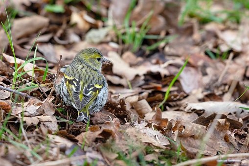 Daytime top/rear view close-up of a single female Eurasian Siskin (Spinus spinus) sitting  on the ground between leaves, great detail in the feathers