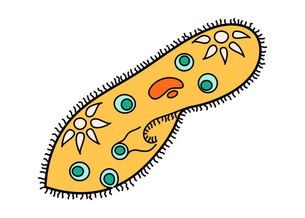 paramecium caudatum proteus science icon с ядром, вакуолью, сократительной силой. лаборатория биологического образования мультипликационного организма прос - trichonympha stock illustrations