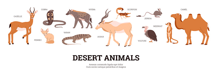 Desert fauna banner with various animals and reptiles characters, flat vector illustration isolated on white background. Desert biome and region animals infographic.