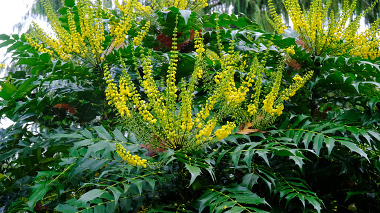 Close-up of the yellow rosettes of Mahonia x Media \