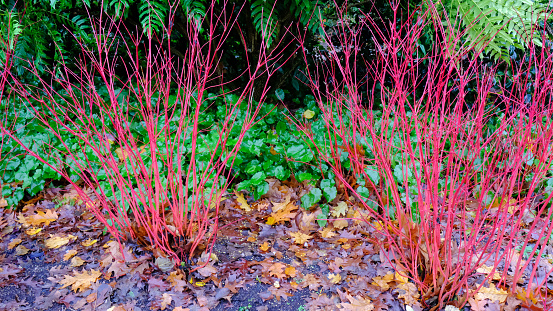 Close-up of the red stems of Cornus Alba \