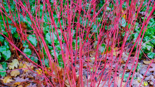 istock Red Stemmed Dogwood 1818489732