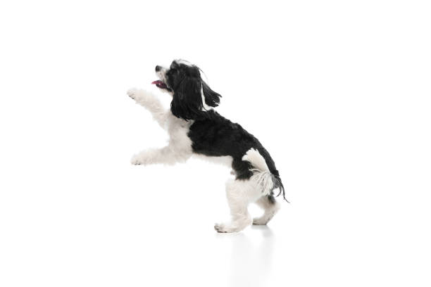 istock Happy, adorable and playful purebred dog, Shi-Tzu having fun isolate white studio background. Pet looks healthy and groomed 1818492312