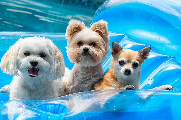 Three adorable dogs floating in the pool Three small dogs on a float in a pool.RM.  rrDogs & Puppies pool raft stock pictures, royalty-free photos & images