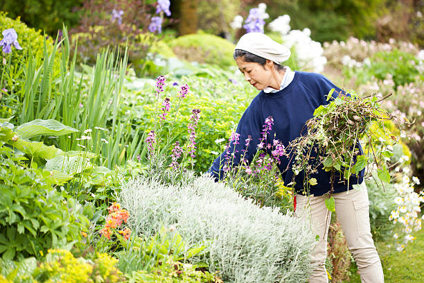 istock Tending a English herbacious border 181849413