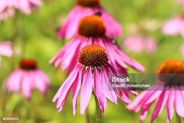 Sonnenhutpflanzengattung Purpurea Stockfoto und mehr Bilder von Alternative Medizin - Alternative Medizin, Biene, Blume
