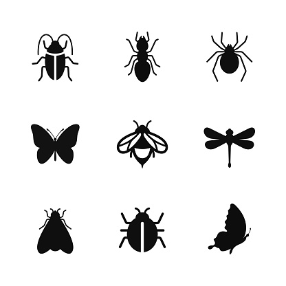 Insects icon set isolated on white background