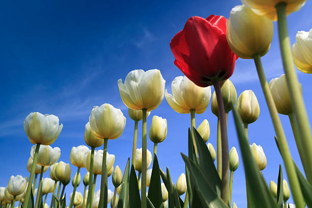 istock one red tulip in a field of white tulips 181849636