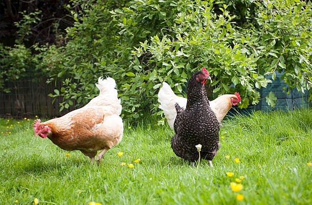 istock Chickens in a Suburban Garden 181849641