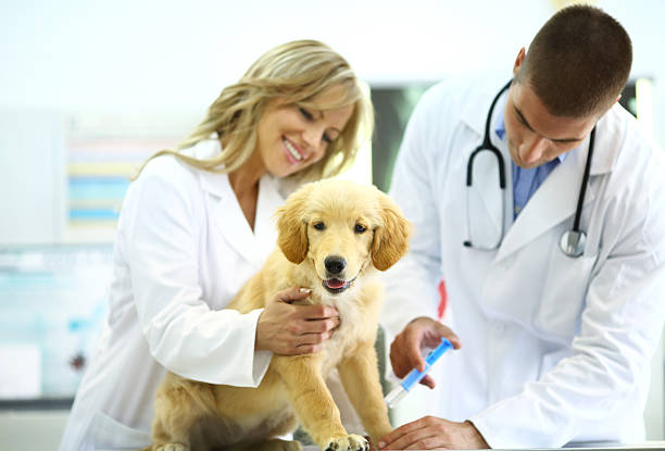 istock Vets giving shot to a puppy. 181849651