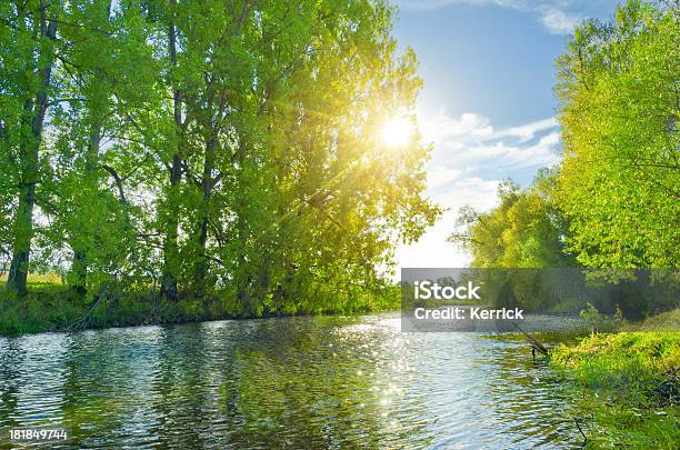 Laubwaldes In Sonnenlicht In Einem Fluss Stockfoto und mehr Bilder von Ast - Pflanzenbestandteil - Ast - Pflanzenbestandteil, Baum, Blatt - Pflanzenbestandteile