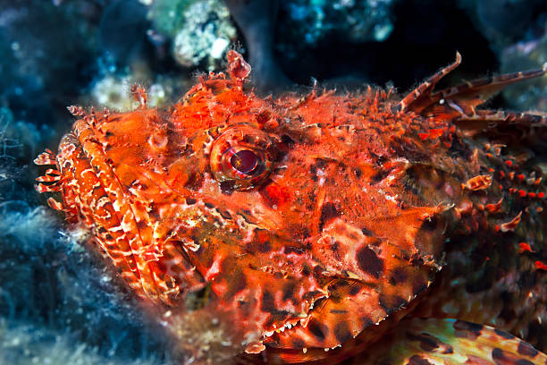 istock Sea life - Scorpaena scrofa 181849766