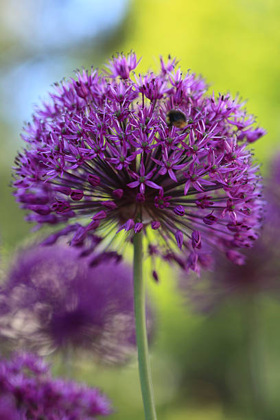 istock Beautiful flowers 181849777