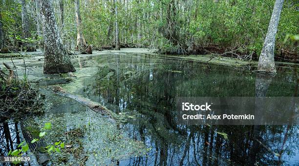 Palude Nella Carolina Del Sud Stati Uniti - Fotografie stock e altre immagini di Acqua - Acqua, Acqua stagnante, Albero