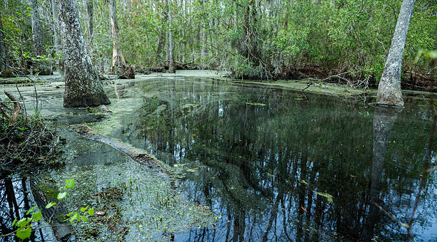 istock Swamp in South Carolina, USA 181849839