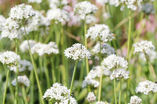 istock Allium tuberosum - Schnittknoblauch 181849879