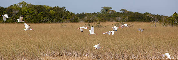 Flying Ibises on Everglades Flock of wild water birds  in Everglades National Park, Florda, USA bubulcus ibis stock pictures, royalty-free photos & images
