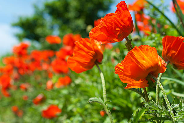 Poppy Row stock photo