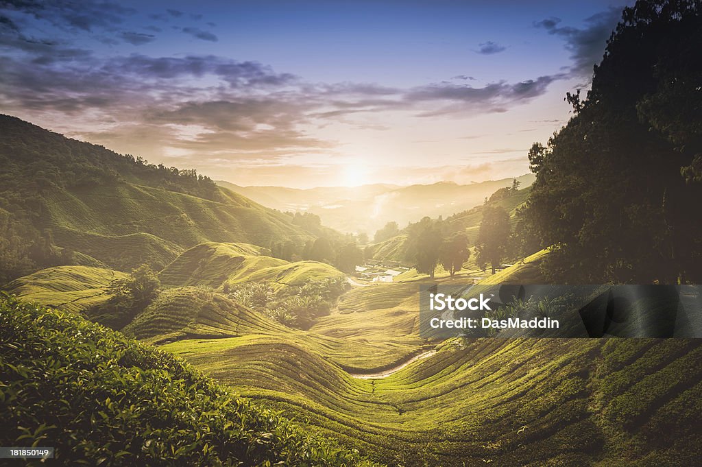 Sonnenuntergang über Teeplantage in Malaysia - Lizenzfrei Malaysia Stock-Foto