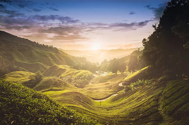 "Sunset over tea plantation in Malaysia, CAmeron highlands, backlit."