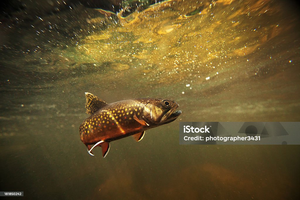 Wild Brook trucha submarino - Foto de stock de Trucha libre de derechos