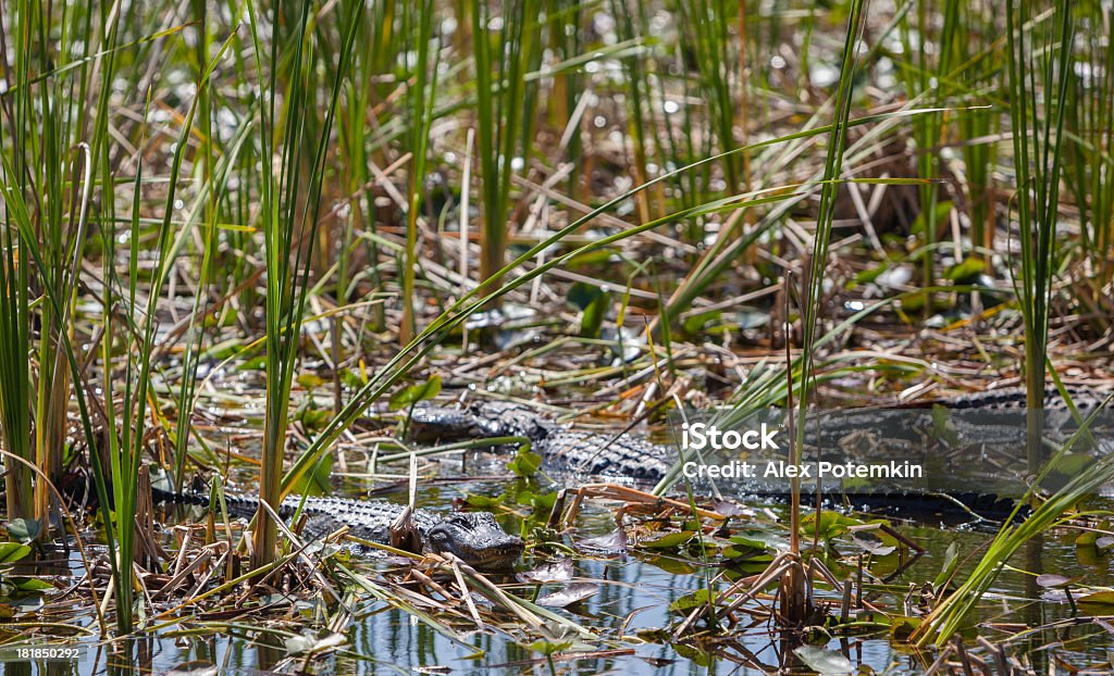 Alligatoren in den Everglades National Park - Lizenzfrei Alligator Stock-Foto