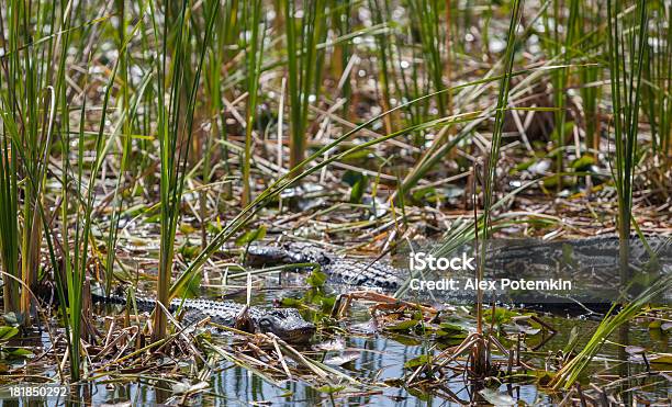 Alligatoren In Den Everglades National Park Stockfoto und mehr Bilder von Alligator - Alligator, Echte Krokodile, Everglades-Nationalpark
