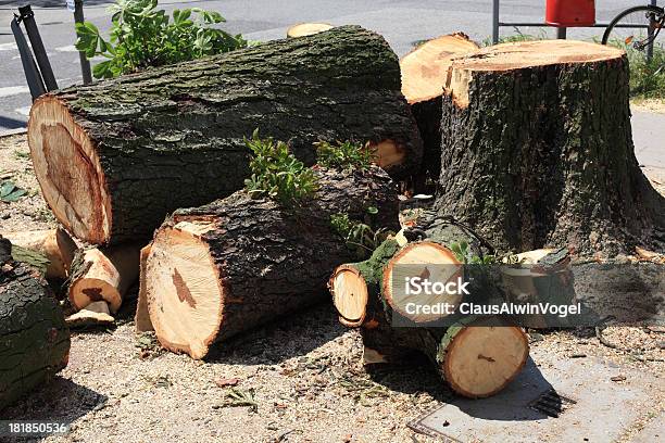 Velha Árvore Caída - Fotografias de stock e mais imagens de Anel de árvore - Anel de árvore, Antigo, Ao Ar Livre