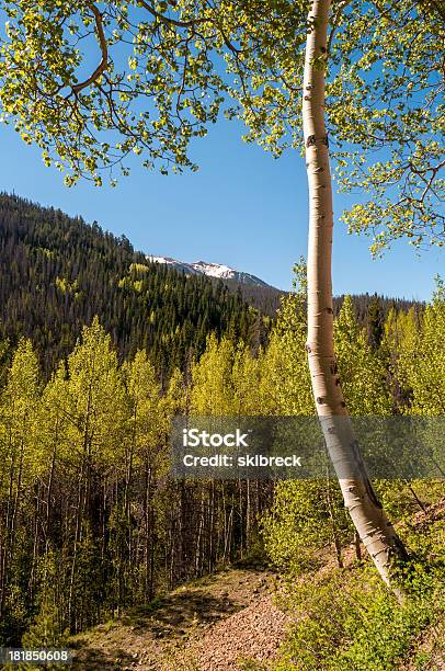 Manhã De Primavera Nas Montanhas Rochosas - Fotografias de stock e mais imagens de Ao Ar Livre - Ao Ar Livre, Choupo tremedor, Colorado