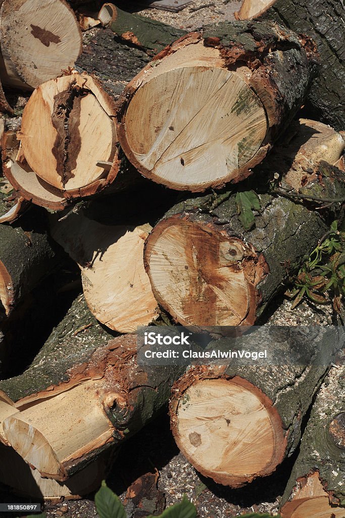 Viejo árbol caído - Foto de stock de Anillo de árbol libre de derechos