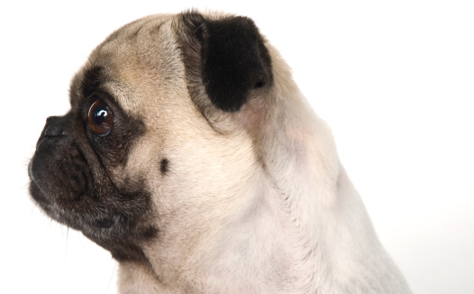 American Boxer Pug Portrait Side Profile Macro Against White background
