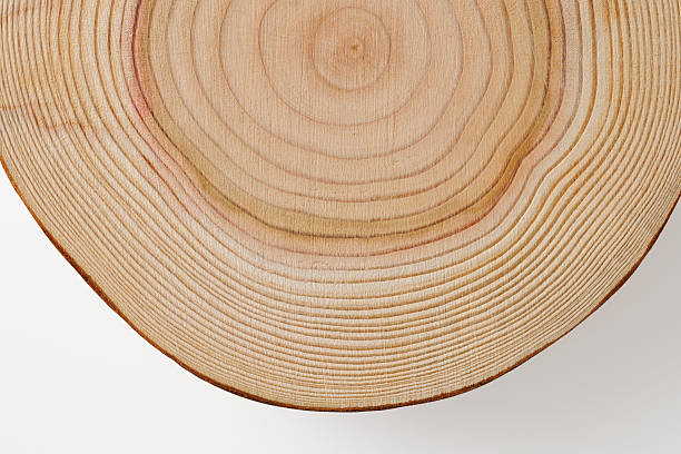 istock Isolated shot of tree cross section on white background 181850995