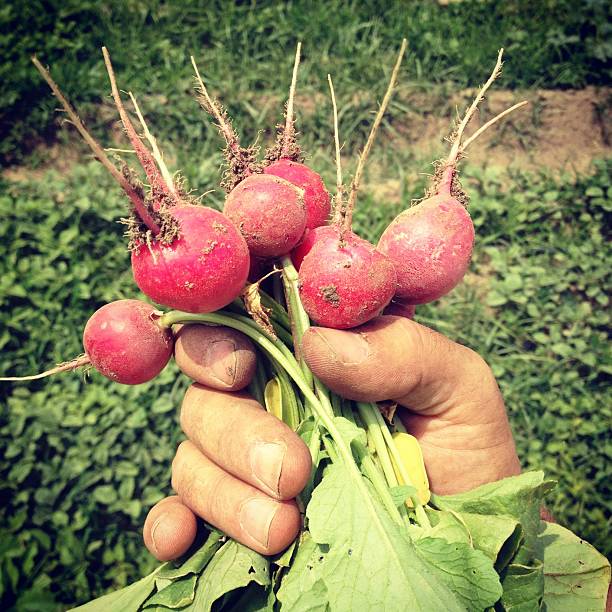Handful of radishes