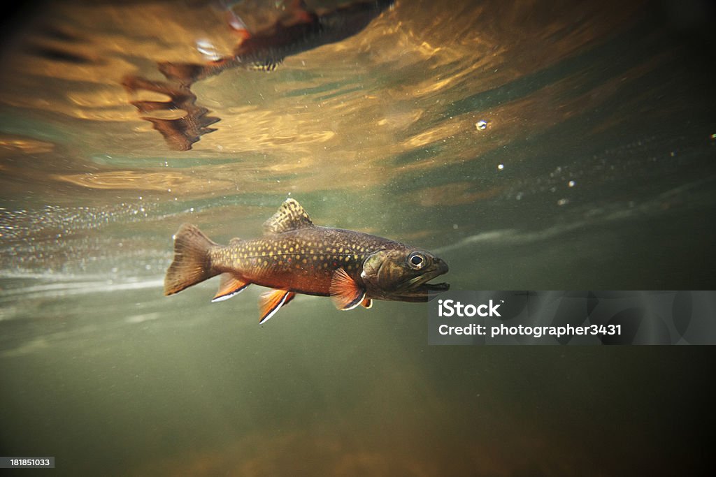 Wild Brook Trout Underwater This is a beautiful wild brook trout underwater in a spring fed stream.  You won't find these colors on a stocked fish.  There is a slight amount of grain in the shot which should be expected for a low light situation like this. Trout Stock Photo