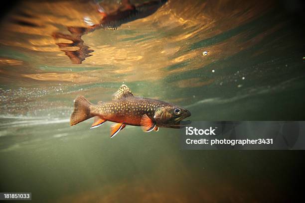 Wild Brook Trout Underwater Stock Photo - Download Image Now - Trout, Speckled Trout, Animal Fin