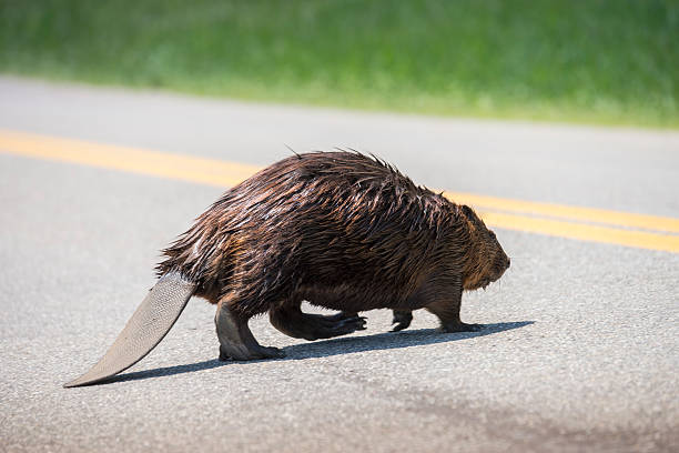 do canadá, castor da américa do norte, de castor canadensis - north american beaver fotos imagens e fotografias de stock