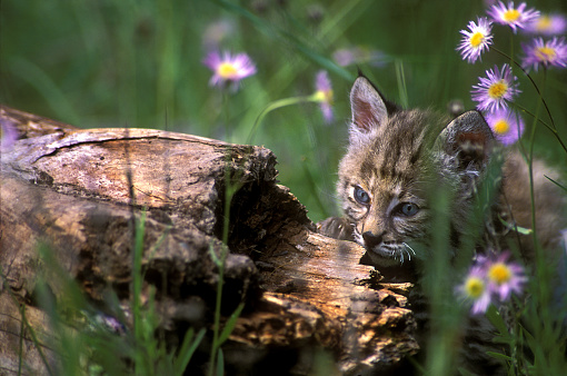 Juvenile Bobcat hiding behind a log in Montana